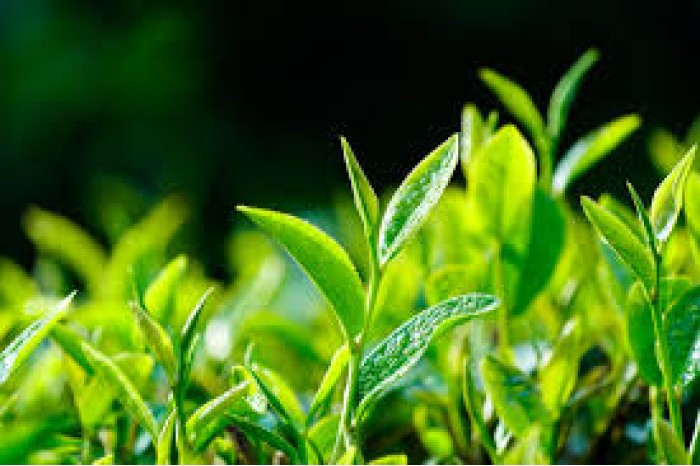 Tea leaves လက်ဖက် Tea leaves လက်ဖက်