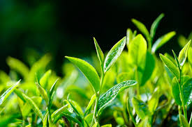 Tea leaves လက်ဖက်